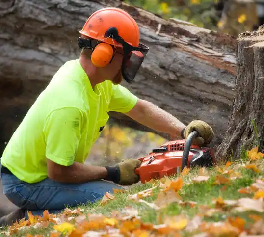 tree services Bloomsdale